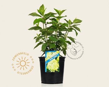 hydrangea-paniculata-limelight